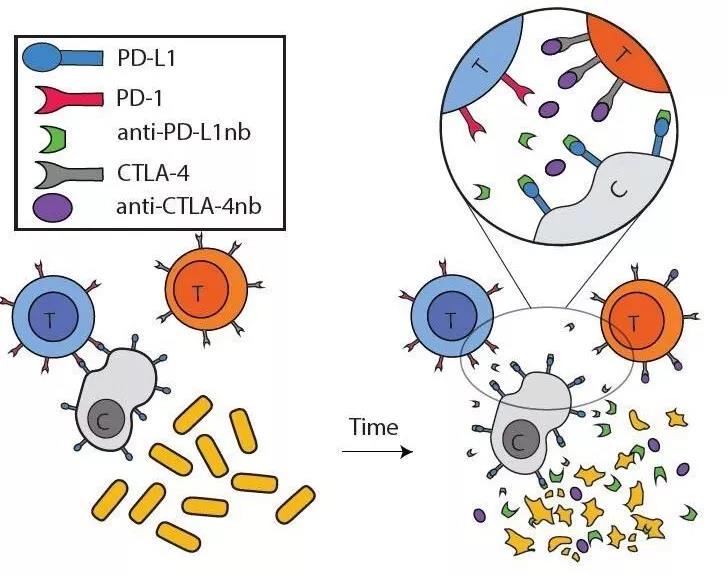 è¿ç¤åç«æ²»ççªç ´ï¼ççèå¹³å°å¯çäº§é¶åPD-L1çº³ç±³æä½